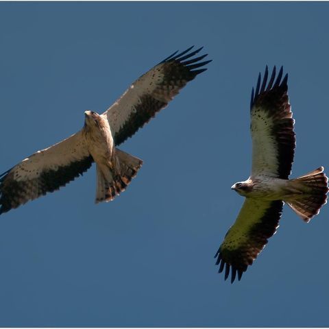 Les aigles de Malpas